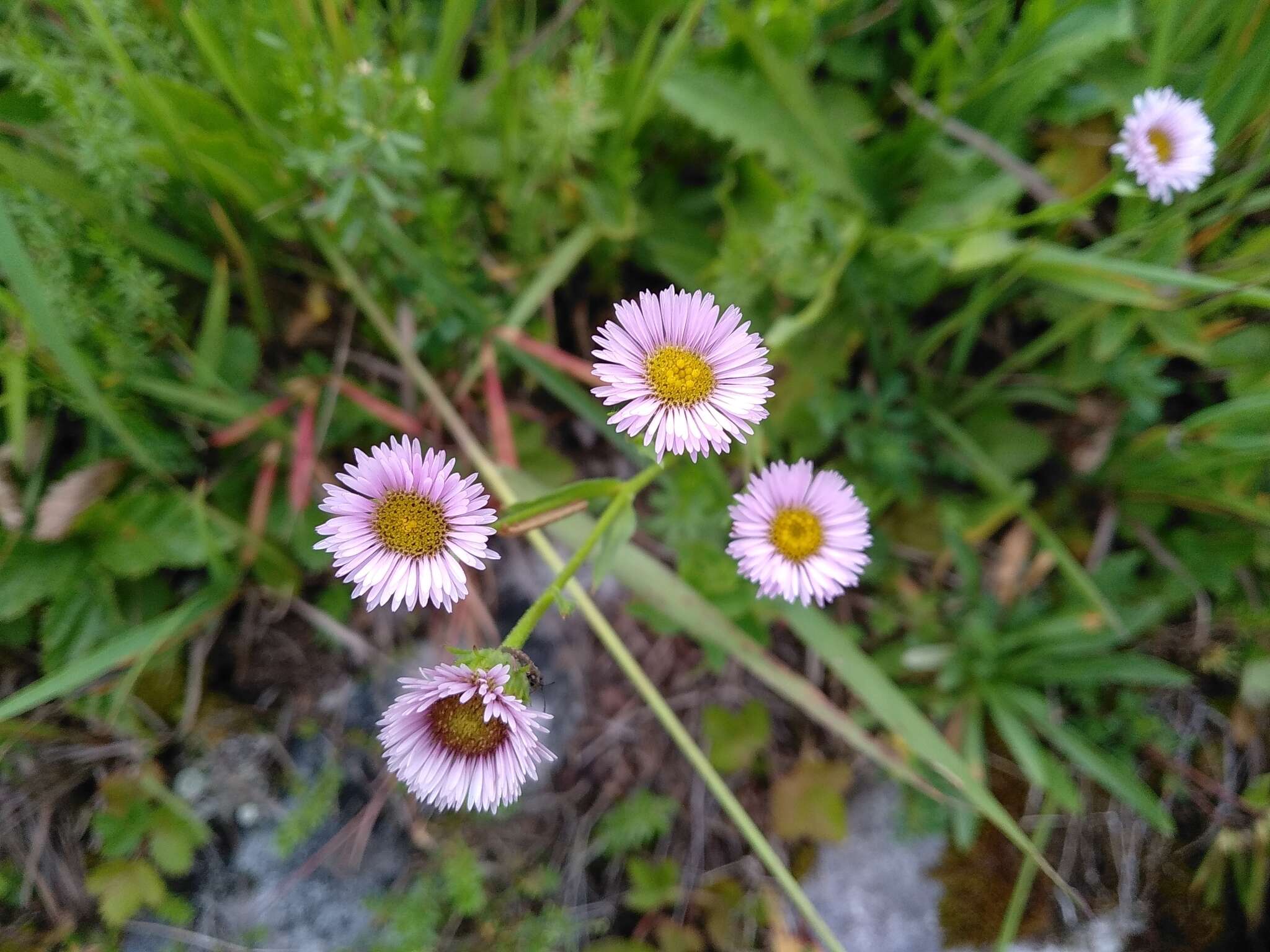 Image de Erigeron glabratus subsp. glabratus Hoppe & Hornsch. ex Bluff & Fingerh.