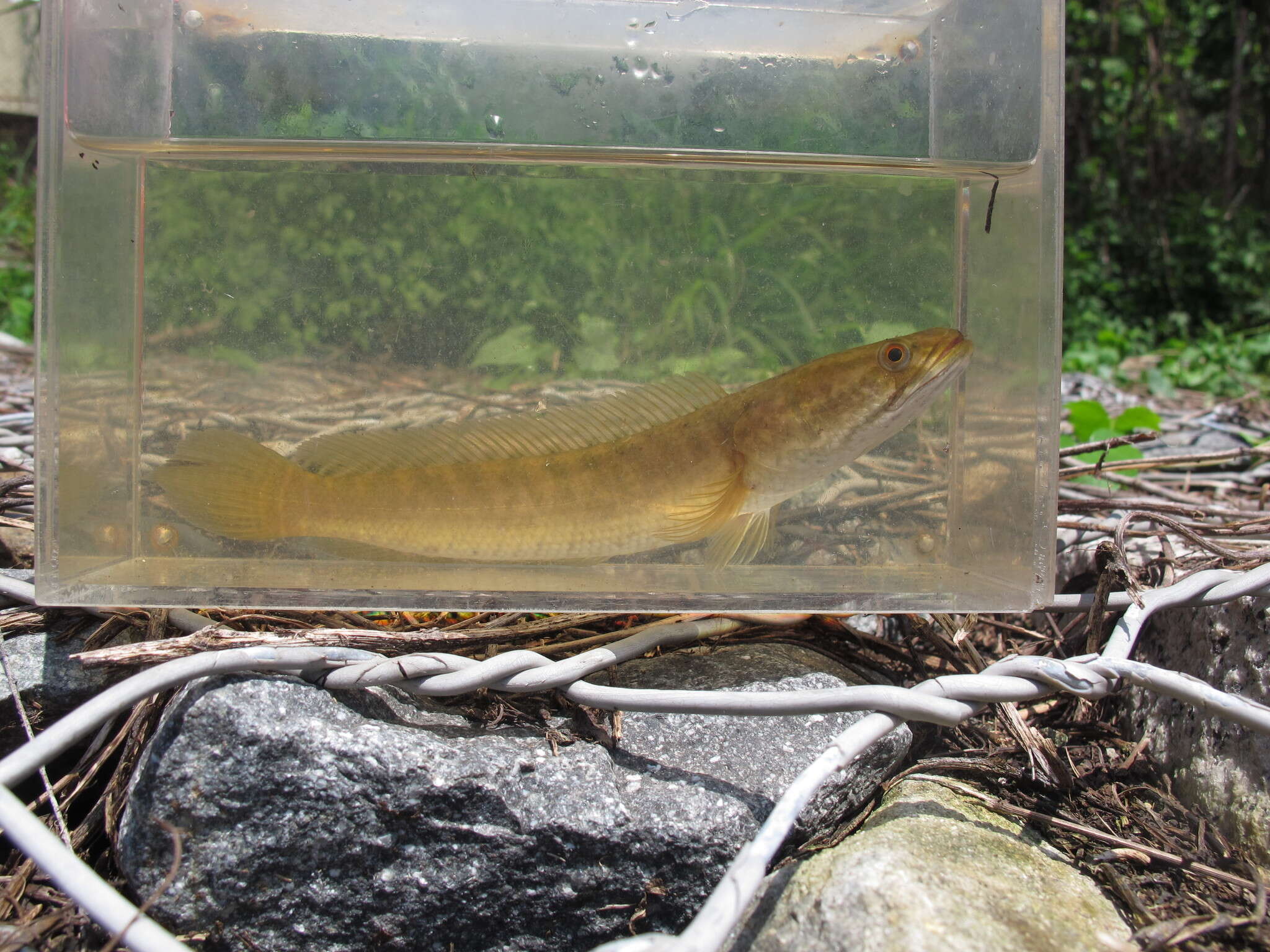 Image of Asian Snakehead