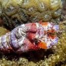 Image of Slipper lobster