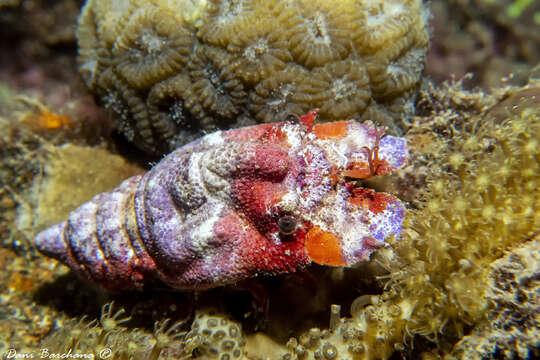 Image of Slipper lobster