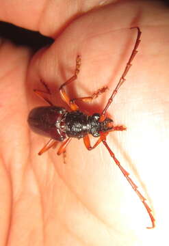 Image of Neoplocaederus purpuripennis (Gahan 1890)