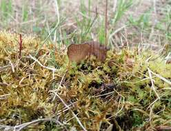 Image of Arrhenia lobata (Pers.) Kühner & Lamoure ex Redhead 1984