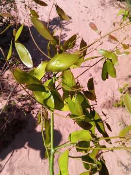 Image of Caesalpinia hildebrandtii (Vatke) Baill.