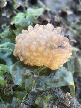 Image of Warty dorid