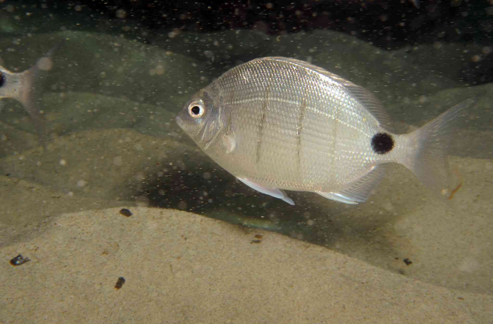 Image of White seabream
