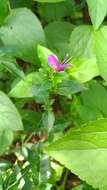 Image of Hypoestes purpurea (L.) R. Br.