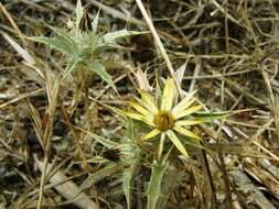 Image of Carlina racemosa L.