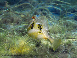 Image of Buffalo Trunkfish