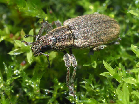 Image of Sitona humeralis Stephens 1831