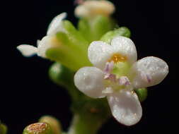 Image of Phyllopodium dolomiticum O. M. Hilliard