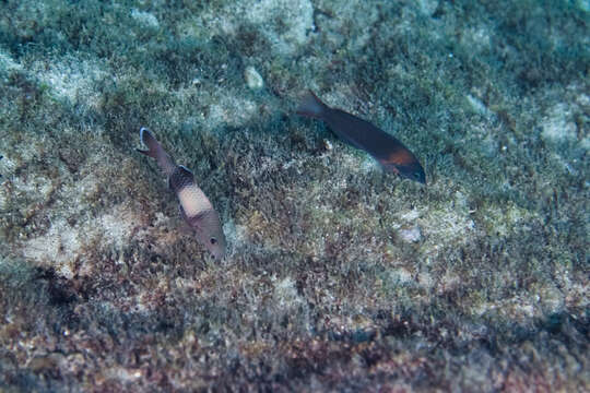 Image of Doublebar goatfish