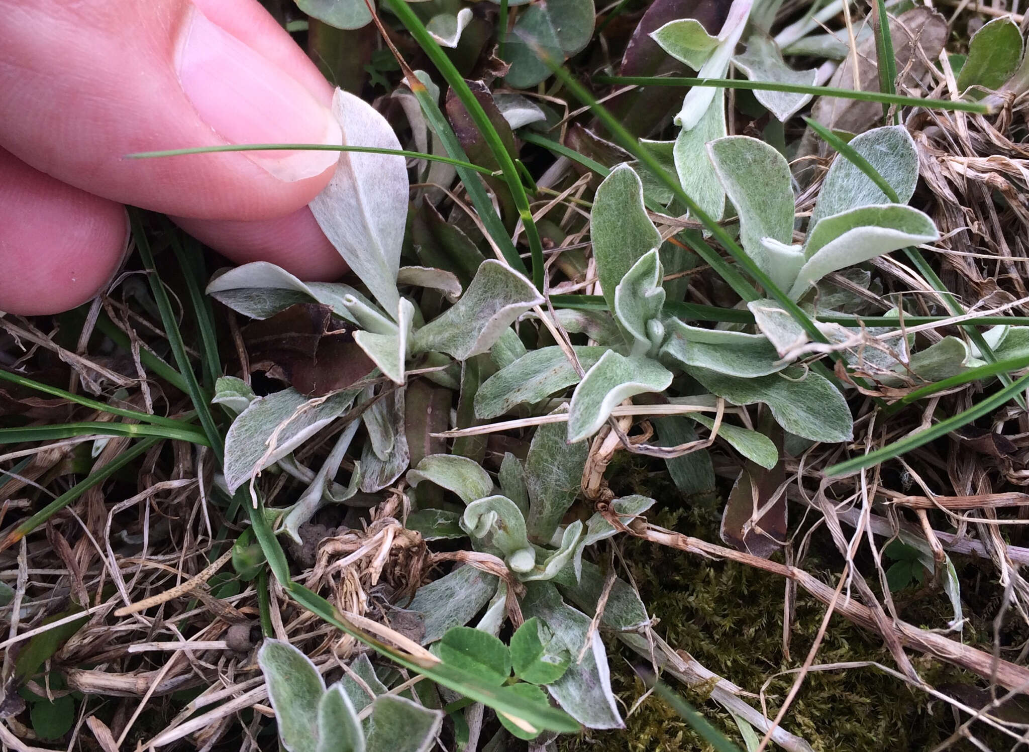 Imagem de Antennaria neglecta Greene