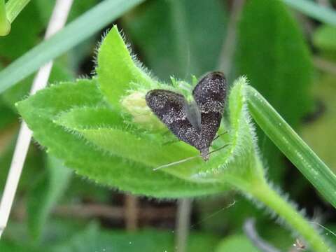 صورة Tinagma perdicella Zeller 1839