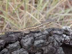 Image of Dwarf Spiny Lizard