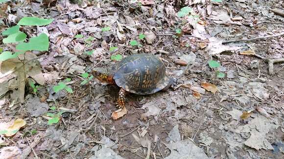 Image of Eastern box turtle