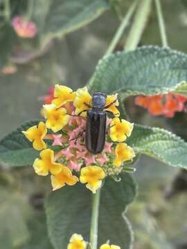 Polycaon chilensis (Erichson 1834) resmi