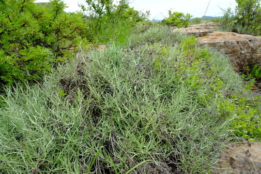 Image of Helichrysum krebsianum Less.