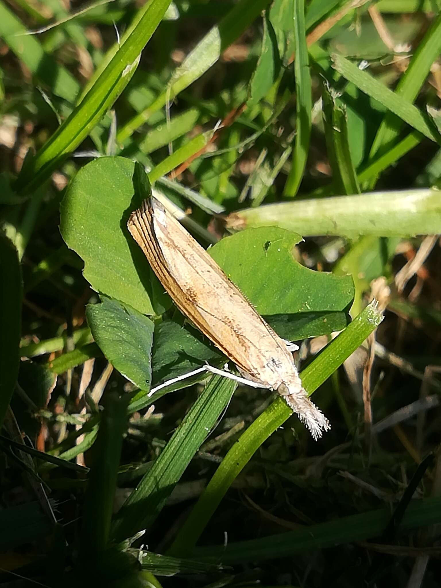 Image of Barred Grass-veneer