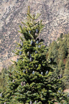 Image of East Himalayan fir