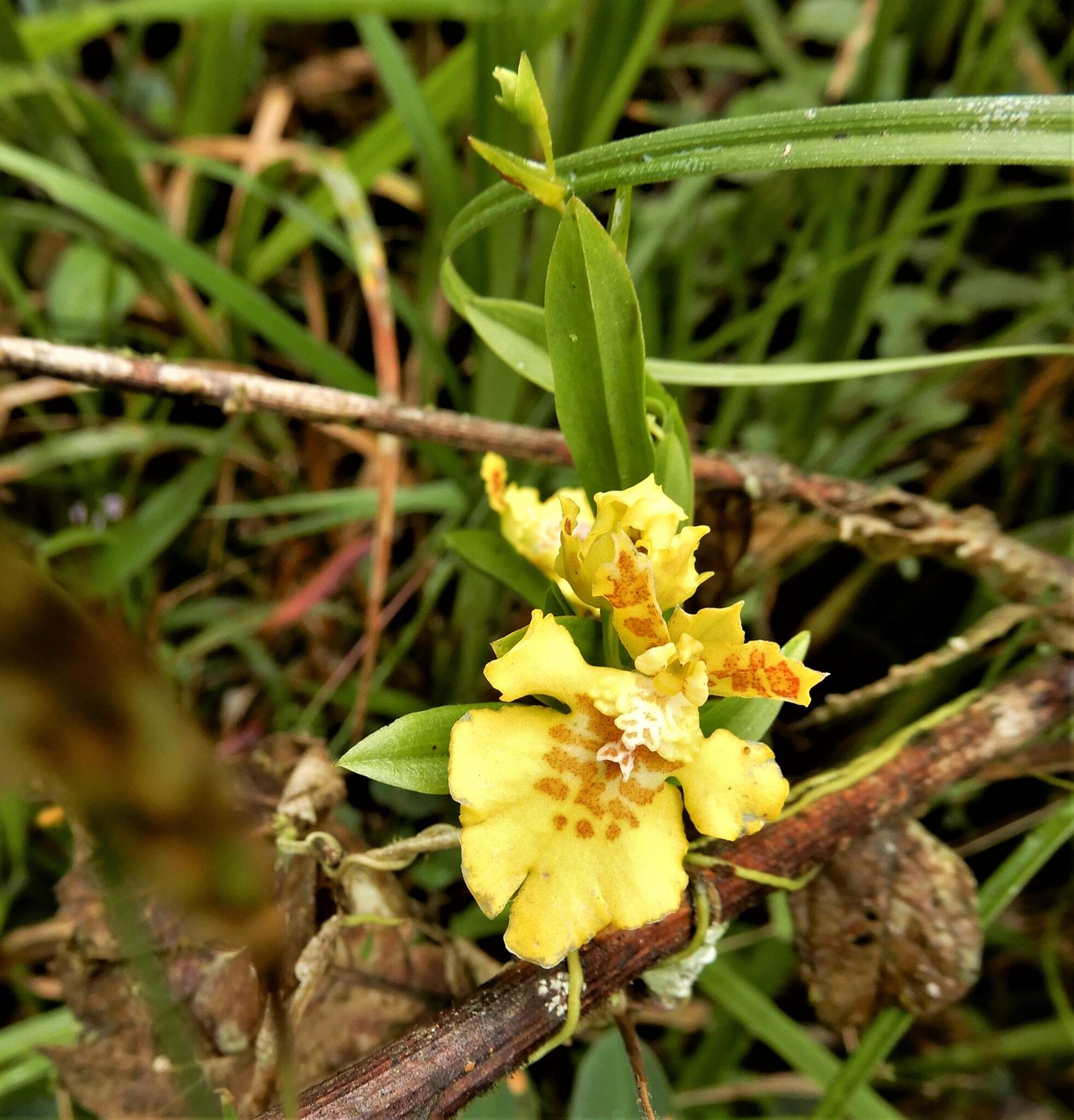 Erycina crista-galli (Rchb. fil.) N. H. Williams & M. W. Chase的圖片