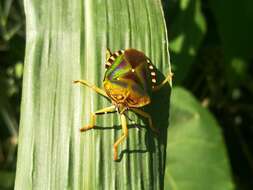 Image of Mattiphus reflexus (Dallas 1851)