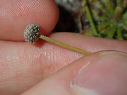 Image of rough pipewort
