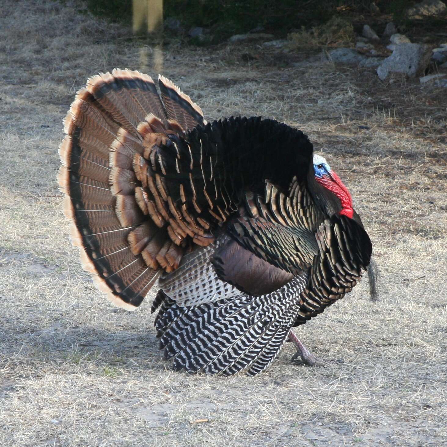 Image of Merriam's Turkey