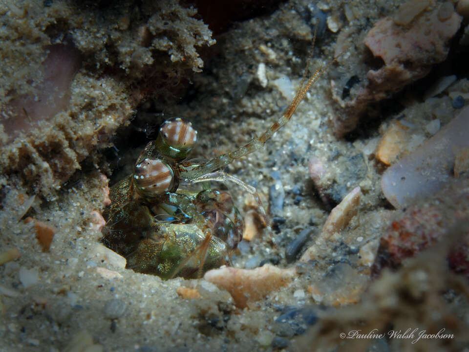 Image of pseudosquillid mantis shrimps