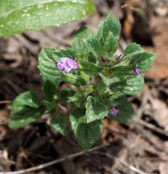 Слика од Clinopodium graveolens subsp. rotundifolium (Pers.) Govaerts