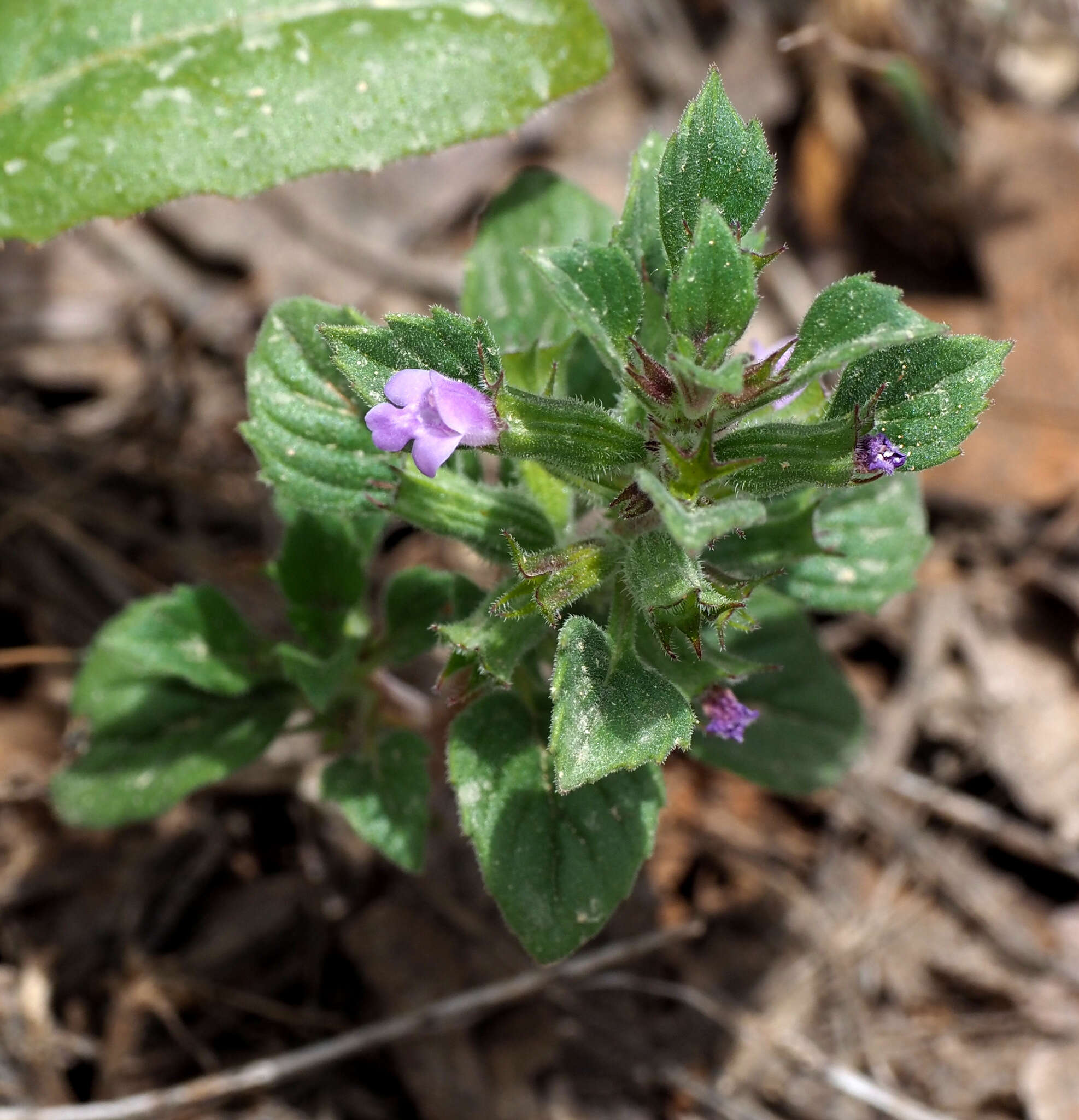 Plancia ëd Clinopodium graveolens subsp. rotundifolium (Pers.) Govaerts