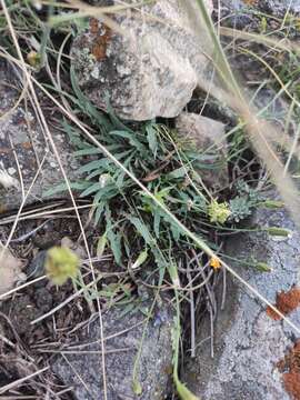 Image of Ixeris chinensis subsp. versicolor (Fisch. ex Link) Kitam.