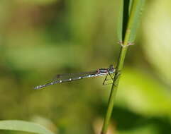 Image de Austrolestes psyche (Hagen ex Selys 1862)