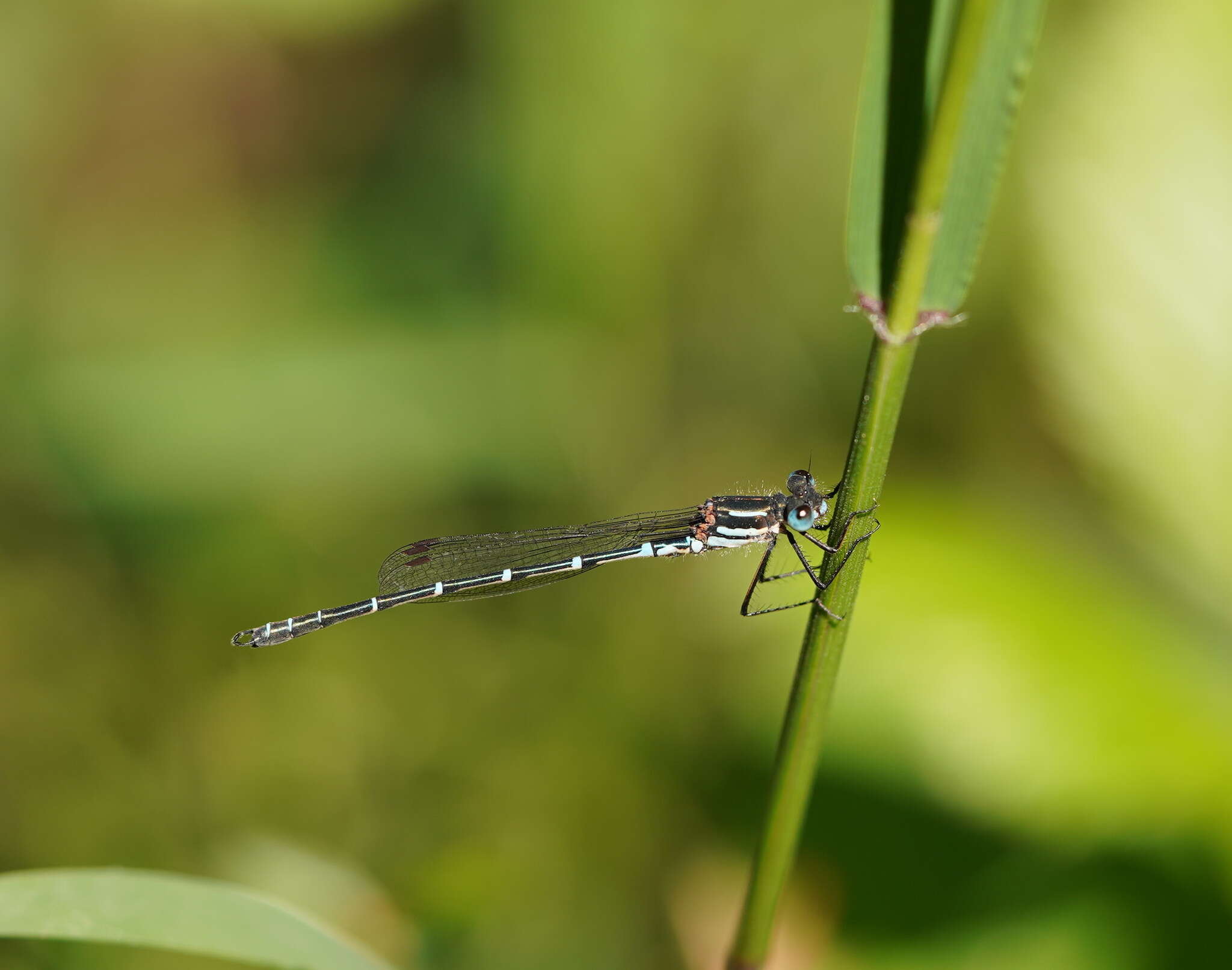 Sivun Austrolestes psyche (Hagen ex Selys 1862) kuva