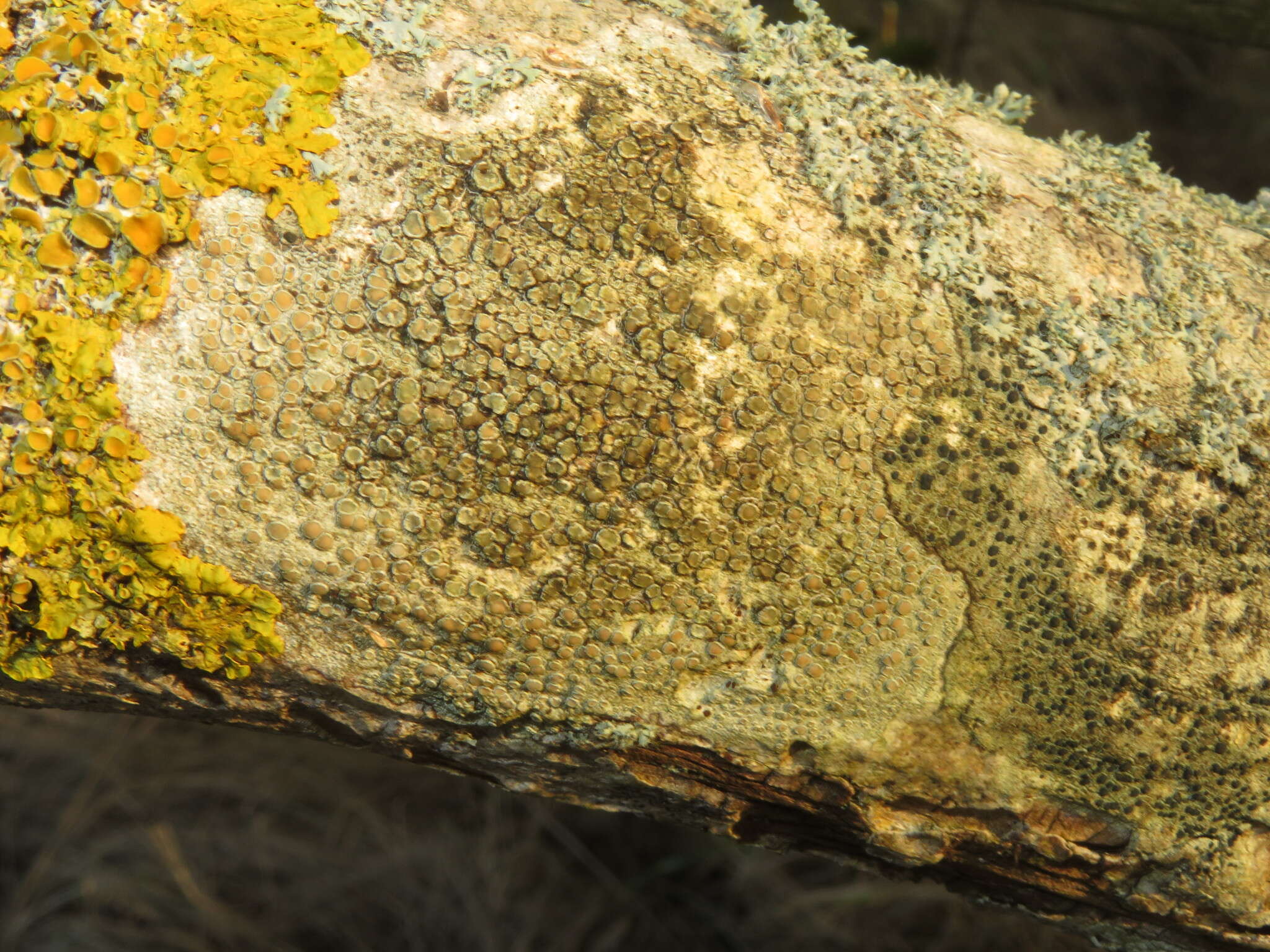 Image of rim lichen