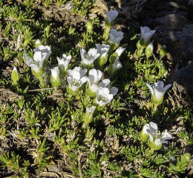 Imagem de Pseudocherleria macrocarpa (Pursh) Dillenb. & Kadereit