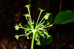 Image of Campynemanthe viridiflora Baill.