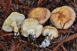 Image of bitter brown leucopaxillus