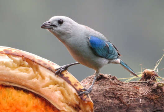 Image of Blue-gray Tanager