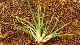 Image of Juncus scheuchzerioides Gaudich.