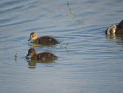 Image of Laysan Duck