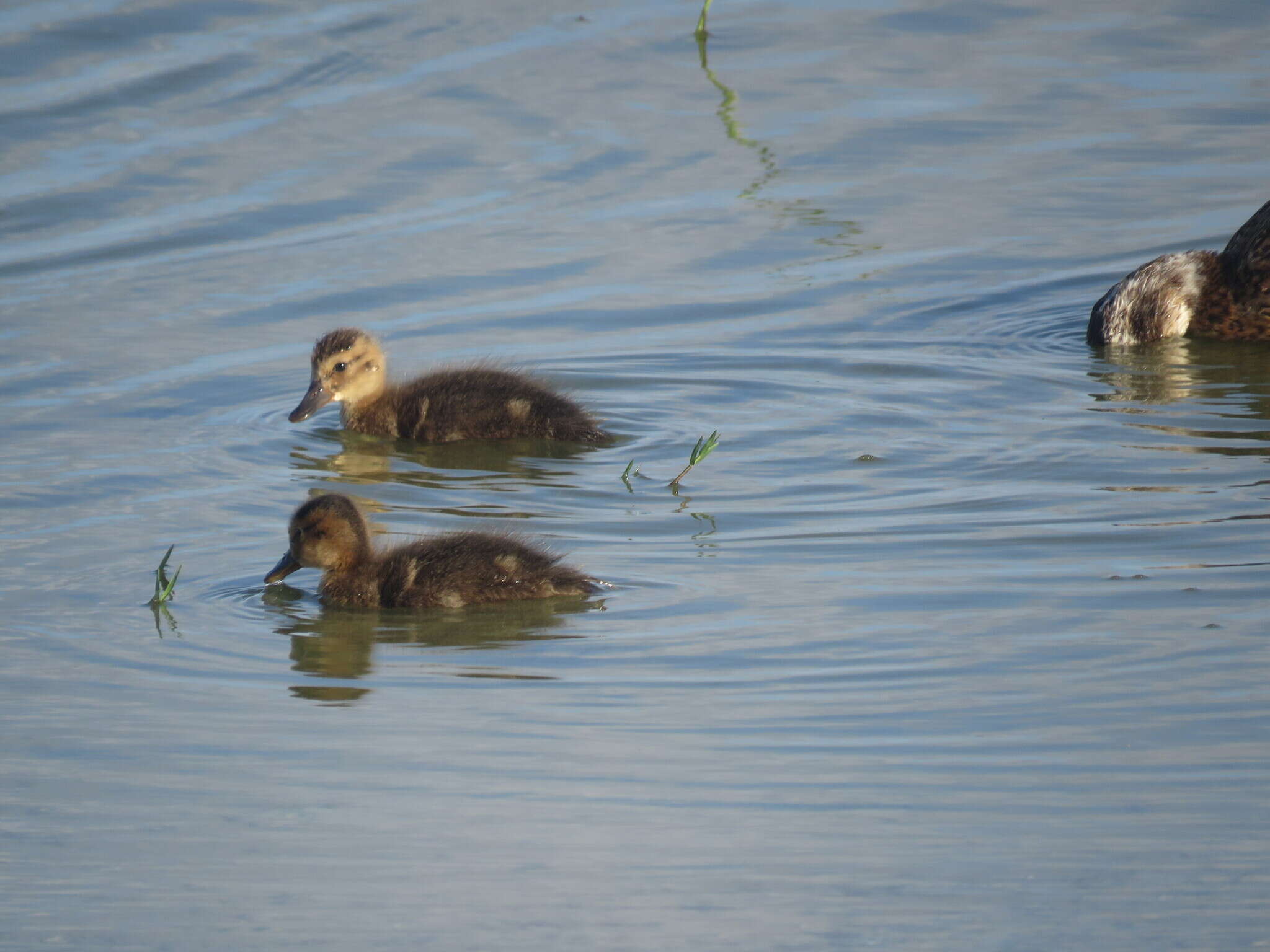 Image of Laysan Duck