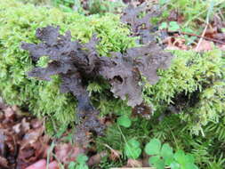 Image of spotted felt lichen