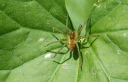 Dolomedes fimbriatus (Clerck 1757) resmi