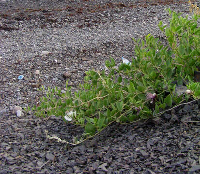 Image of Capparis spinosa var. herbacea (Willd.) Fici