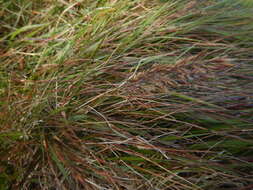 Image of Holm's reedgrass
