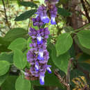 Image of Salvia colonica Standl. & L. O. Williams ex Klitg.