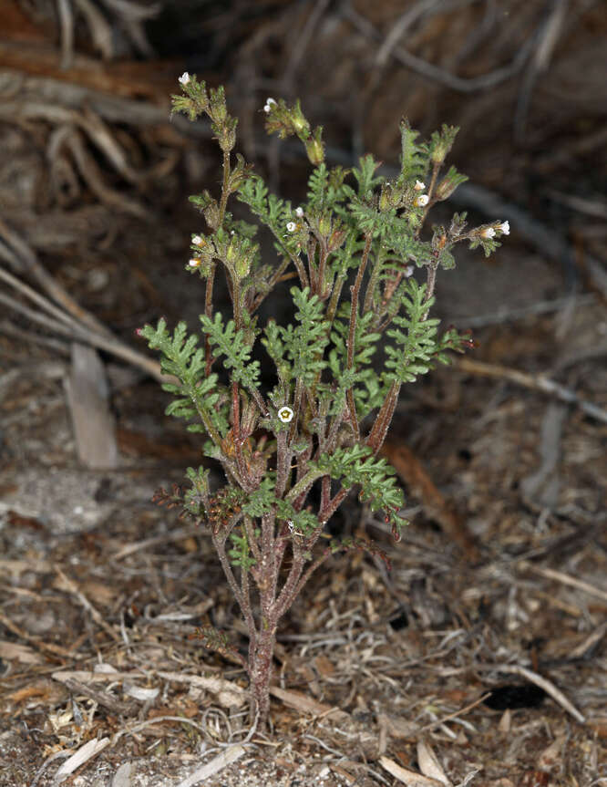 Image of sticky phacelia