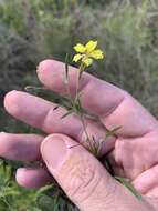 Image of Goodenia delicata R. Carolin