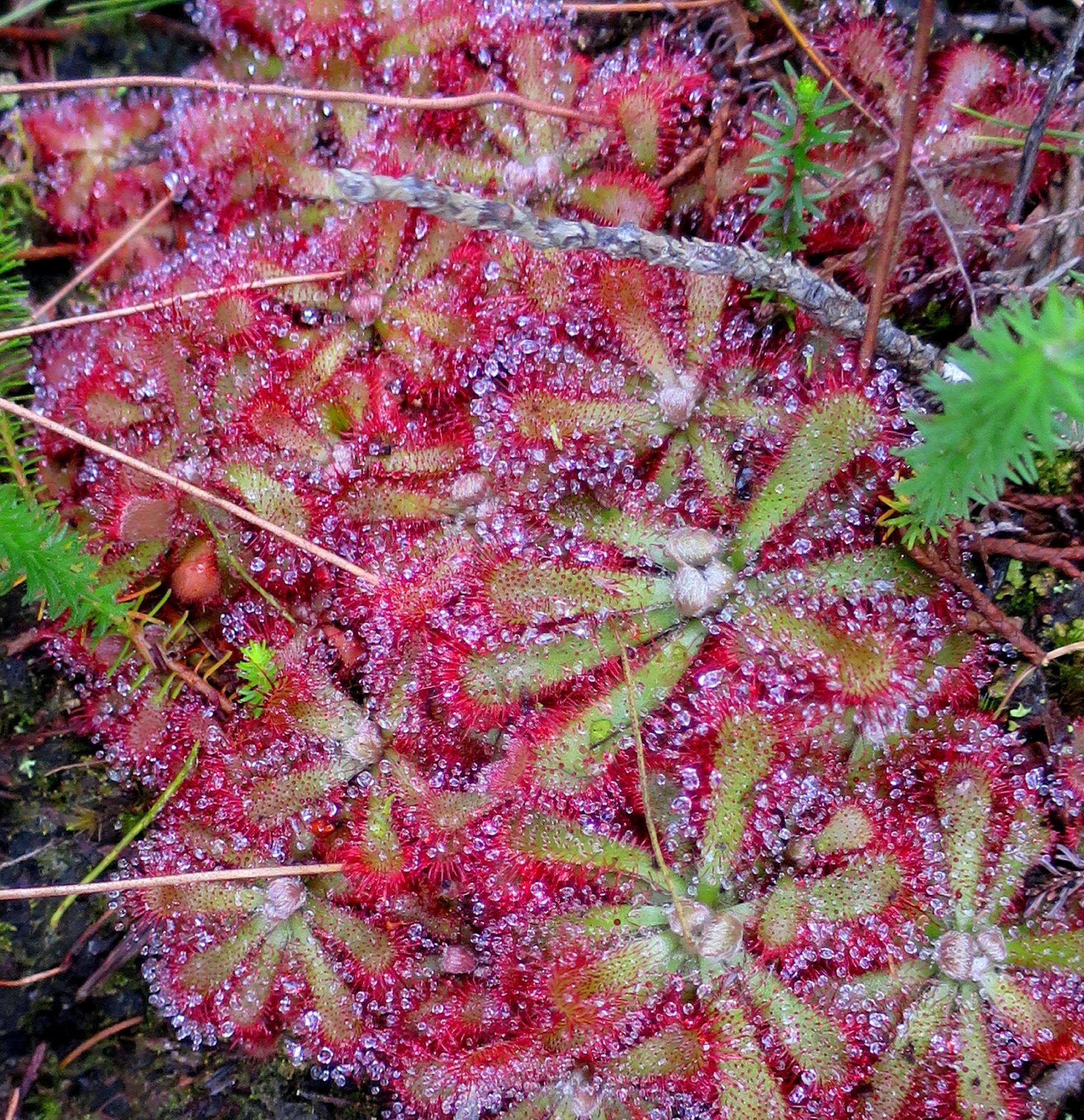 Imagem de Drosera aliciae R. Hamet