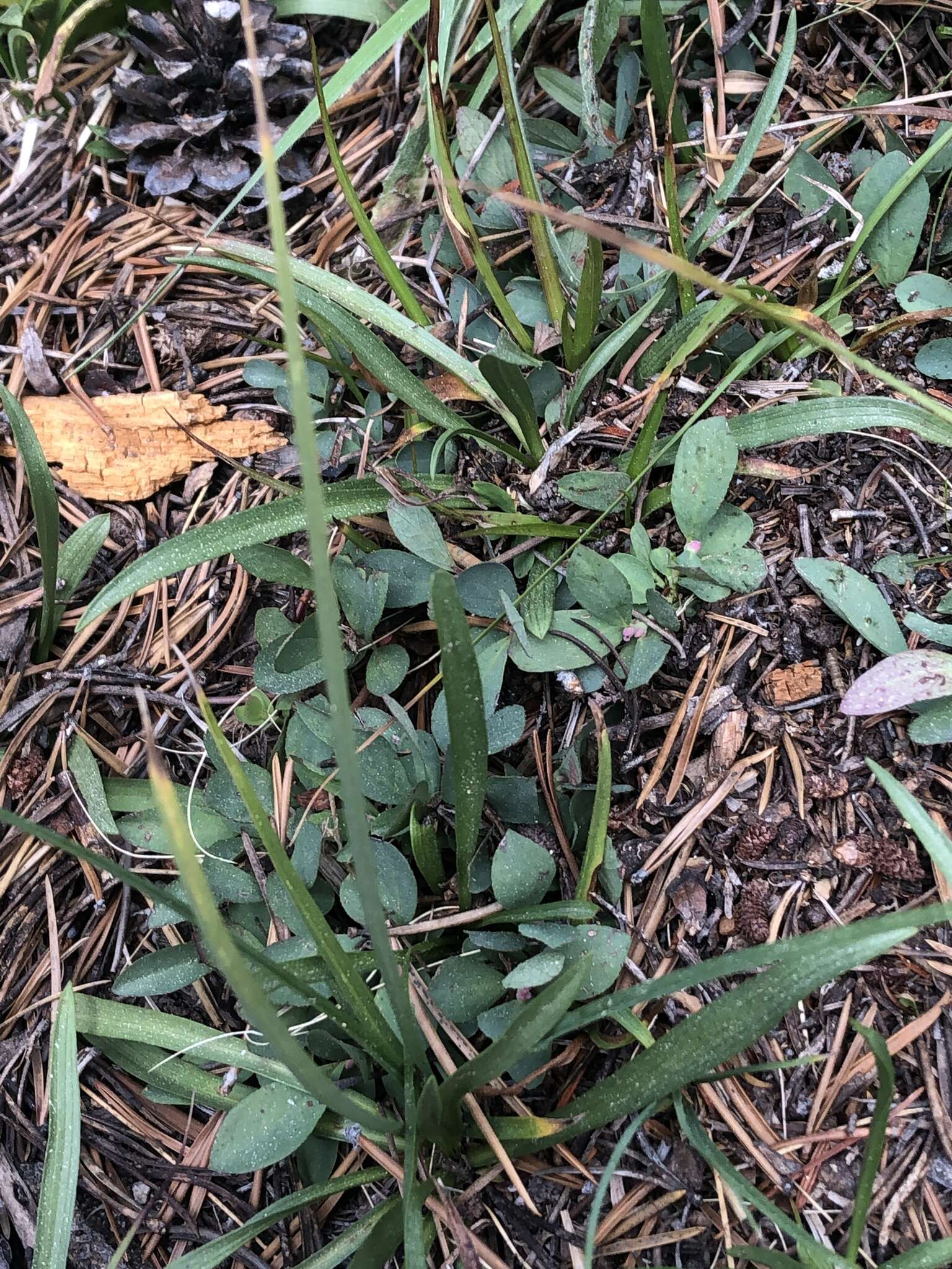 Image of Dudley's triteleia